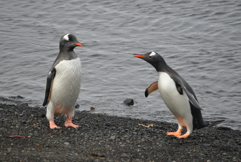 two small birds on rocky shore near water