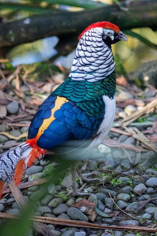 a colorful bird sitting on rocks in a forest