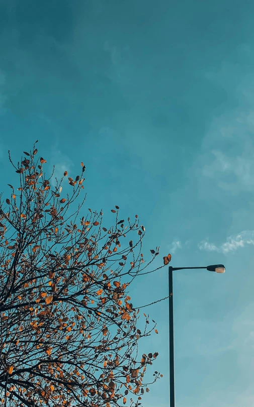 tree leaves growing out of the corner of a street light