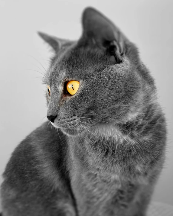 a cat with yellow eyes staring at the camera