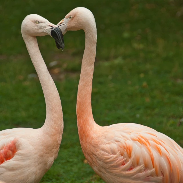 two flamingos that are facing each other with a heart shaped