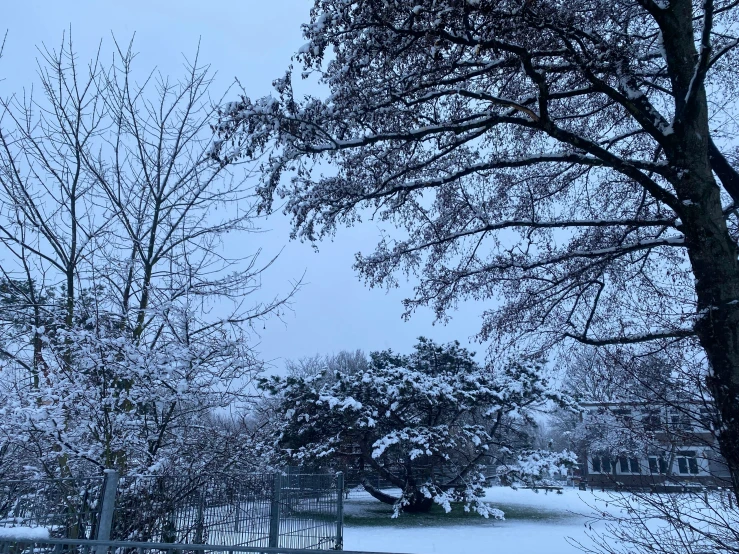 a bunch of snow has had falling onto the trees and street