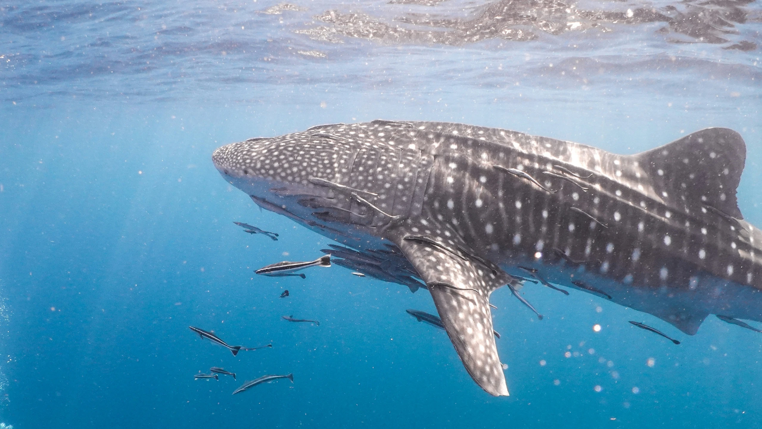 an animal floating in a body of water