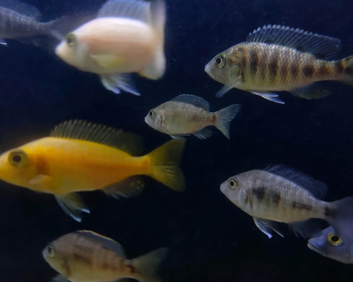 a large group of fish swimming through an aquarium