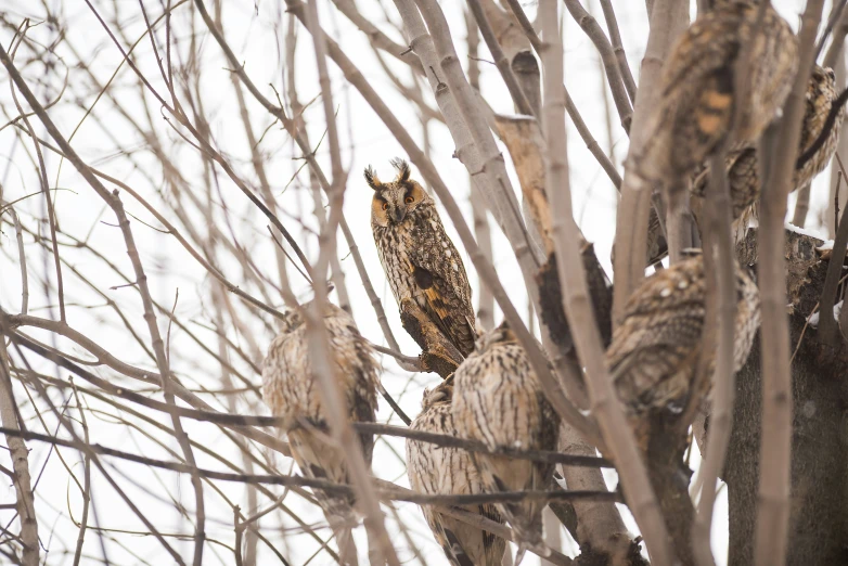 three owls are in the same tree while they look like they are hanging on the tree nches