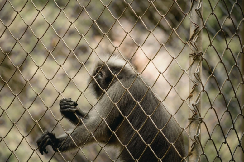 a black and brown monkey holding on to the chain link fence