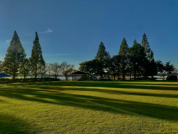 some trees and grass and a blue sky