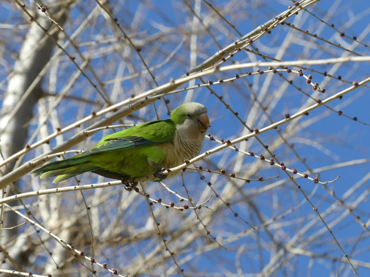 a parrot sitting on a nch with its eyes open