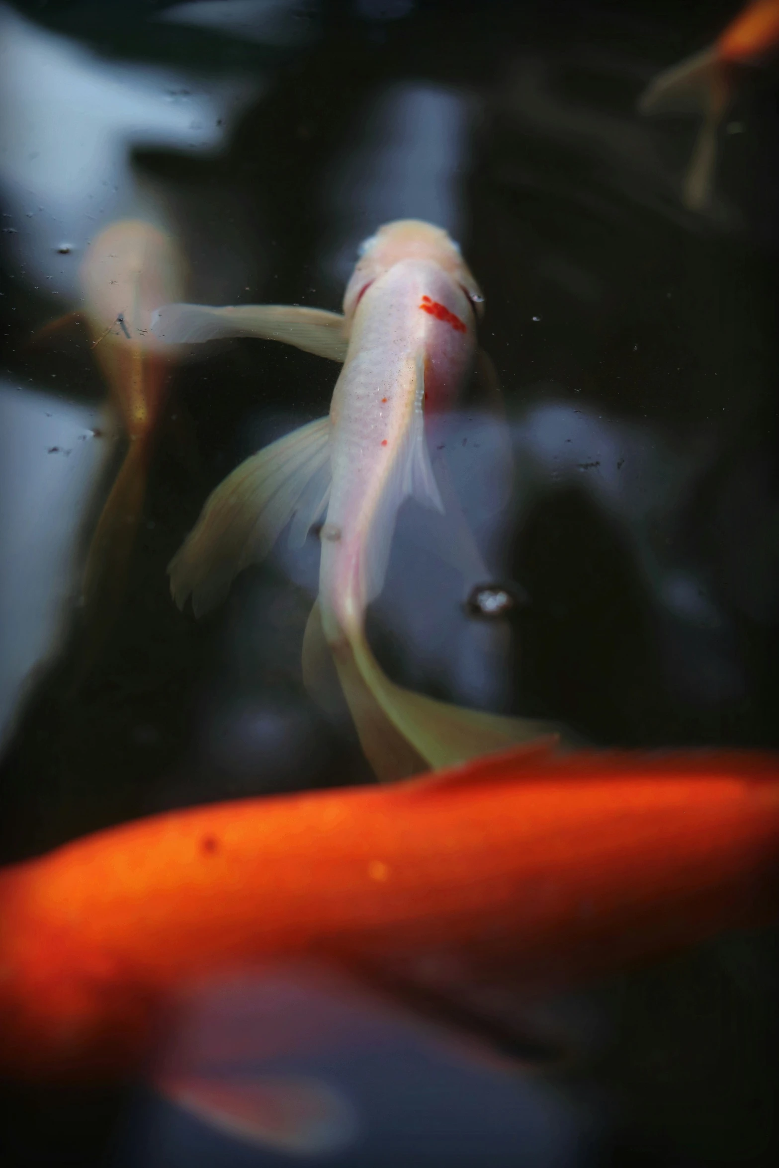 there are goldfish swimming inside of a black pond