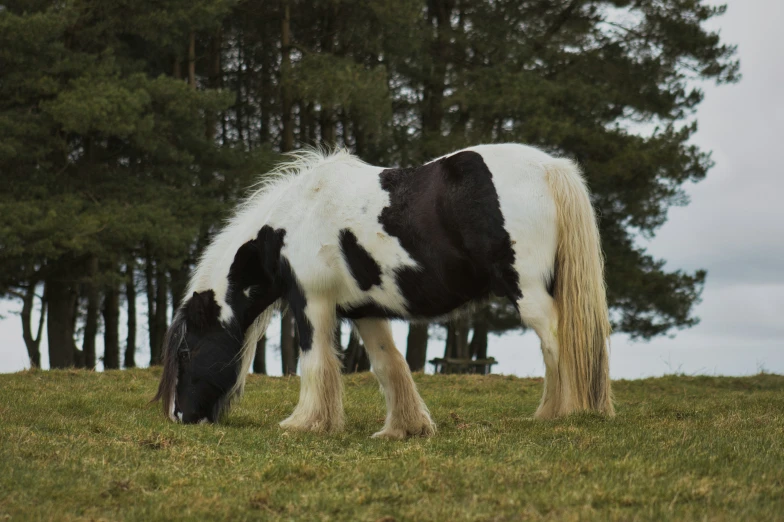 a black and white pony grazing in a field