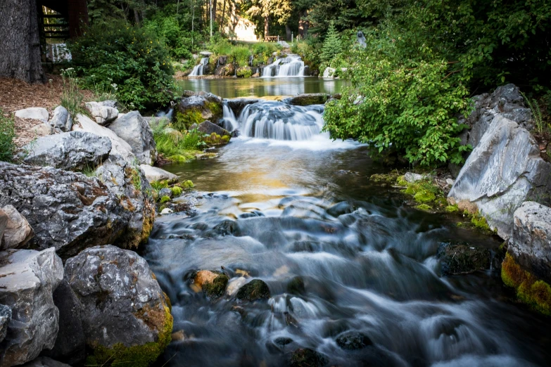 a stream running through lush green and rocky jungle