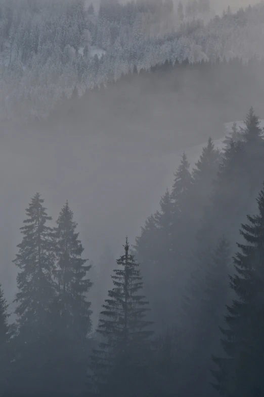 many tall trees with some fog on the sky