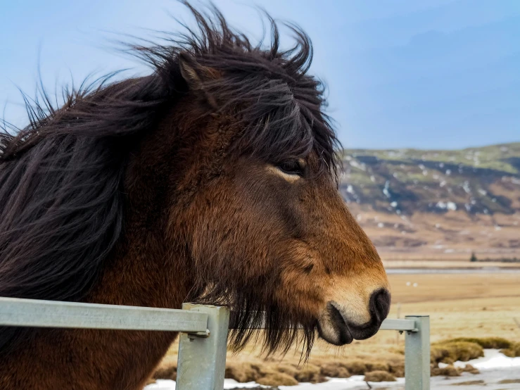 a horse has his head over a rail with long, black hair