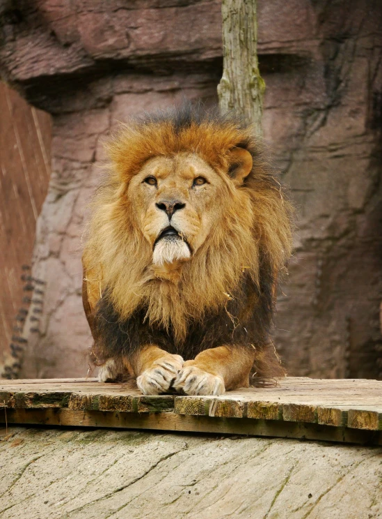 a large lion sitting on top of a rock