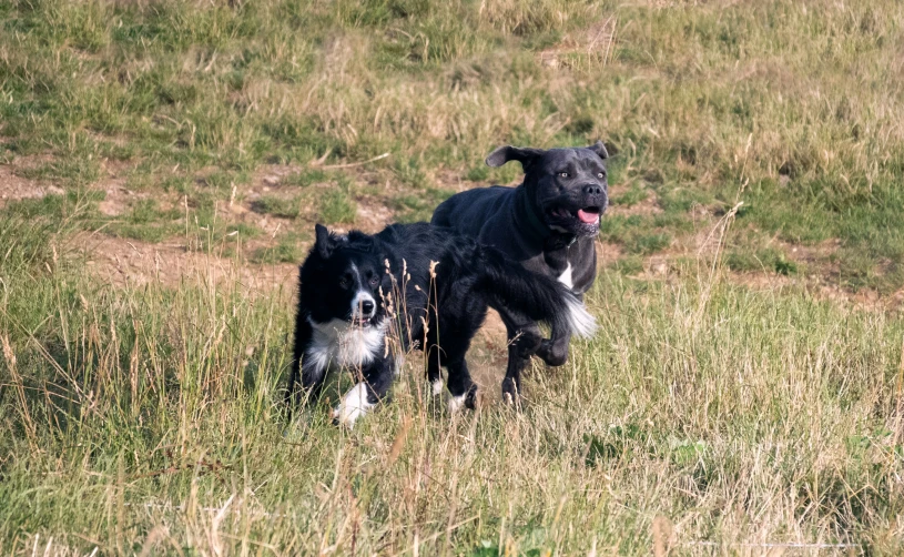 a couple of dogs running across a grass covered field