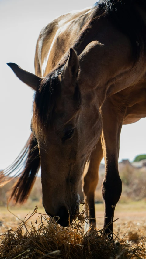 a horse is eating hay on the ground