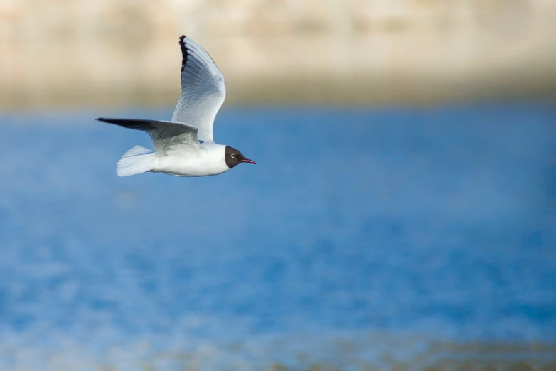 a large white bird flying above a blue body of water