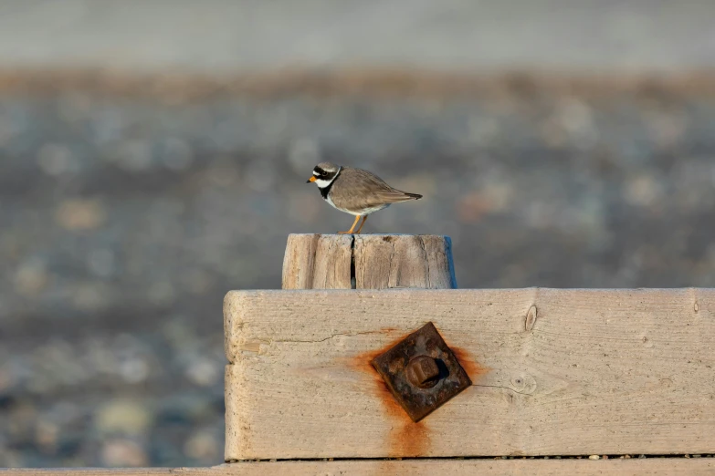 a bird on a fence post with the light brown color