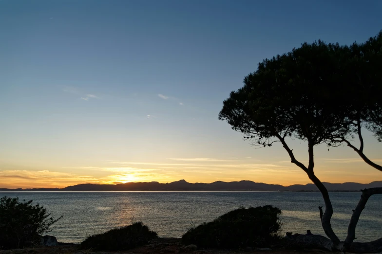 a body of water sitting next to a lush green tree