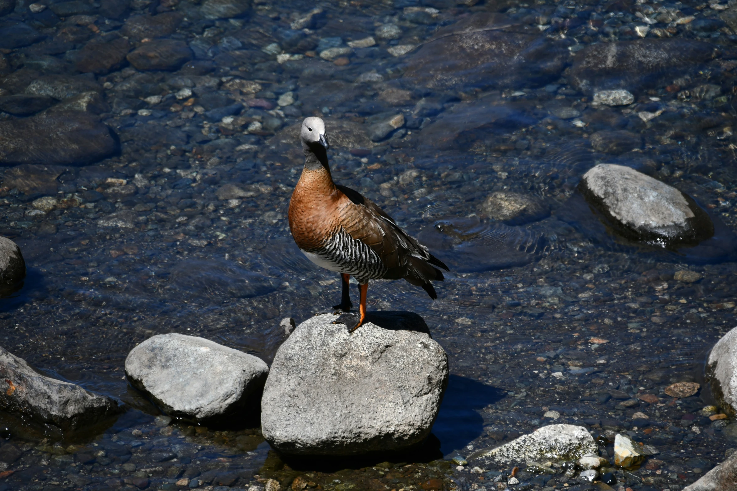 a bird perched on rocks in a body of water