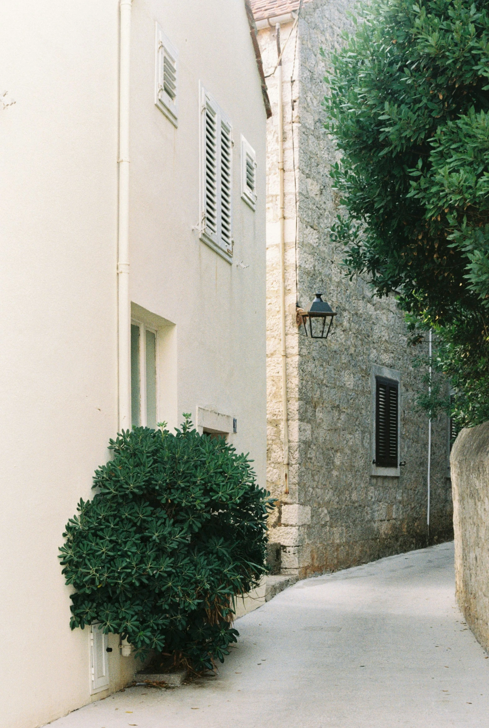 a small bush sits at the end of a paved street