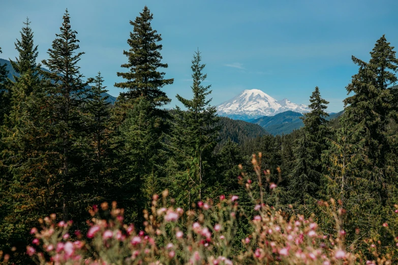 the mountains have a lot of snow capped mountains