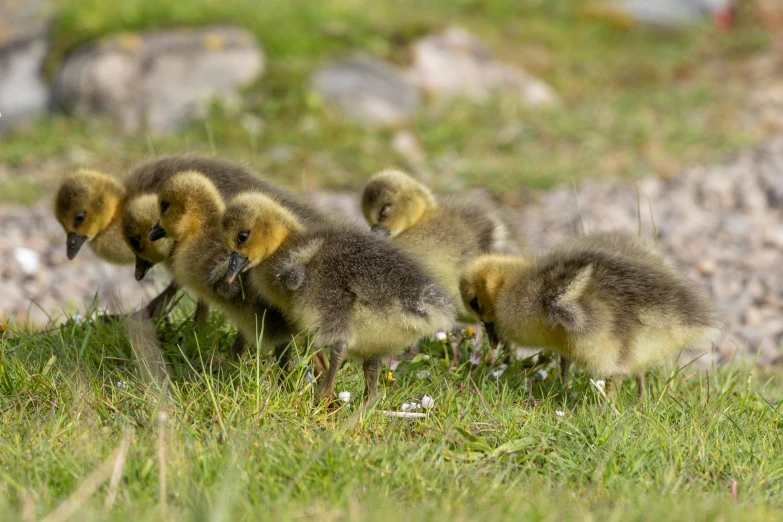 little ducks are standing in the grass near some rocks