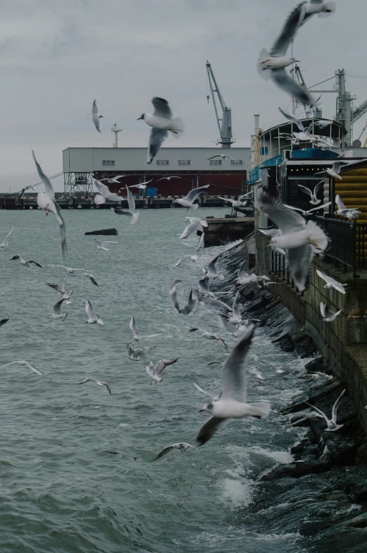 a group of birds flying over a body of water