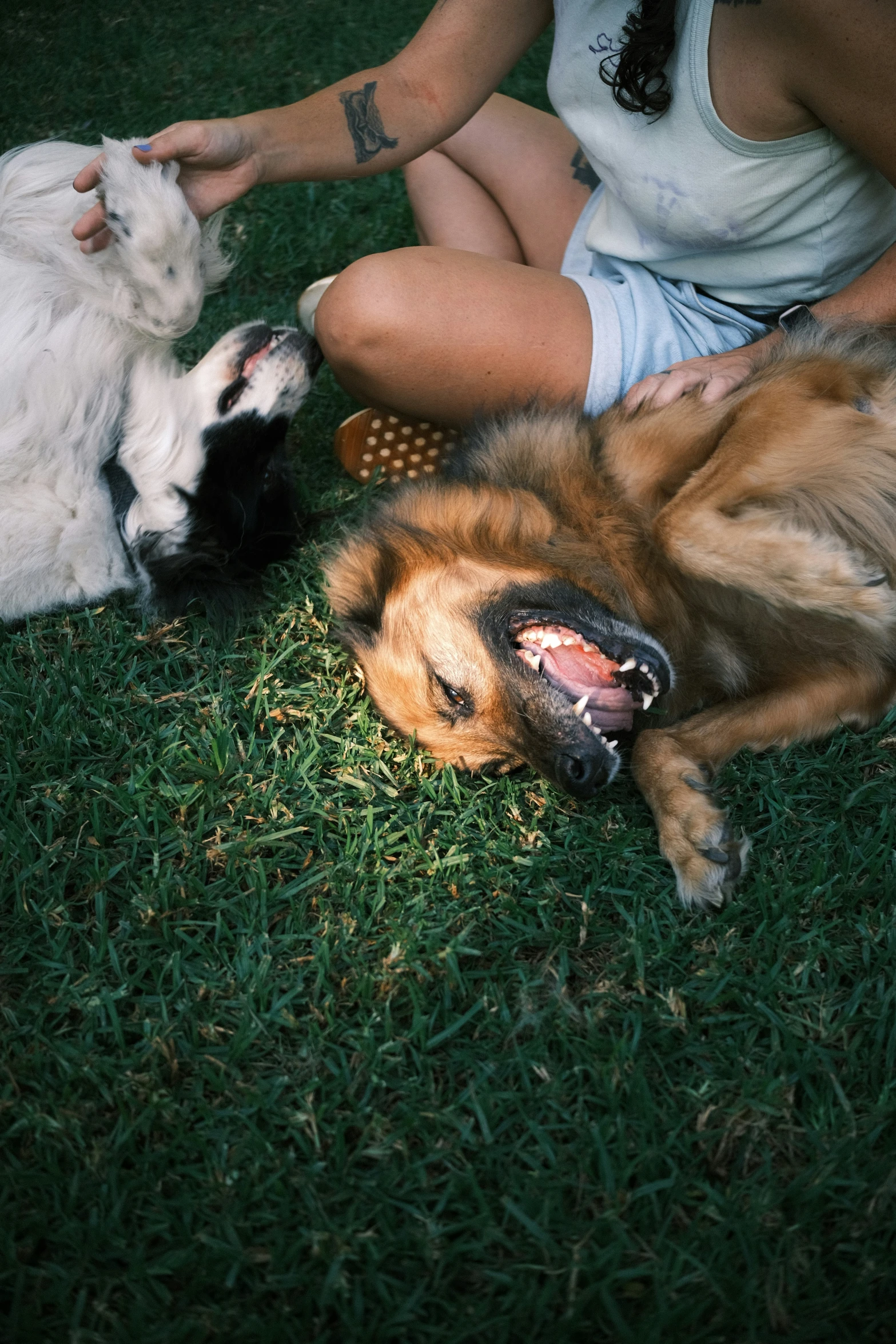 the dogs are playing with their owners in the grass