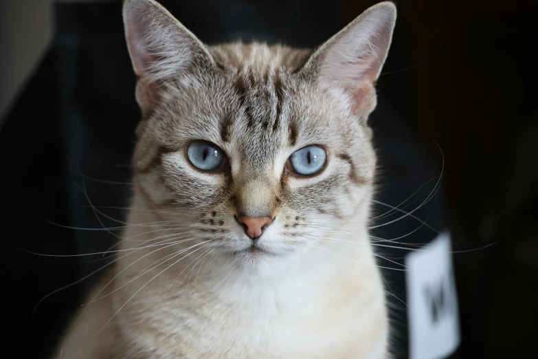 the cat with blue eyes stares straight ahead