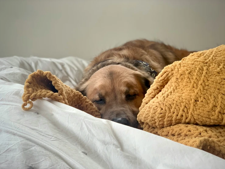 a dog is sleeping on a bed covered in blankets