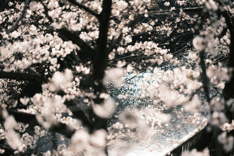 some trees some white flowers and water