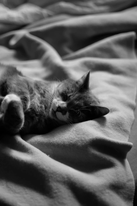 the cat is stretched out on the blanket on the bed