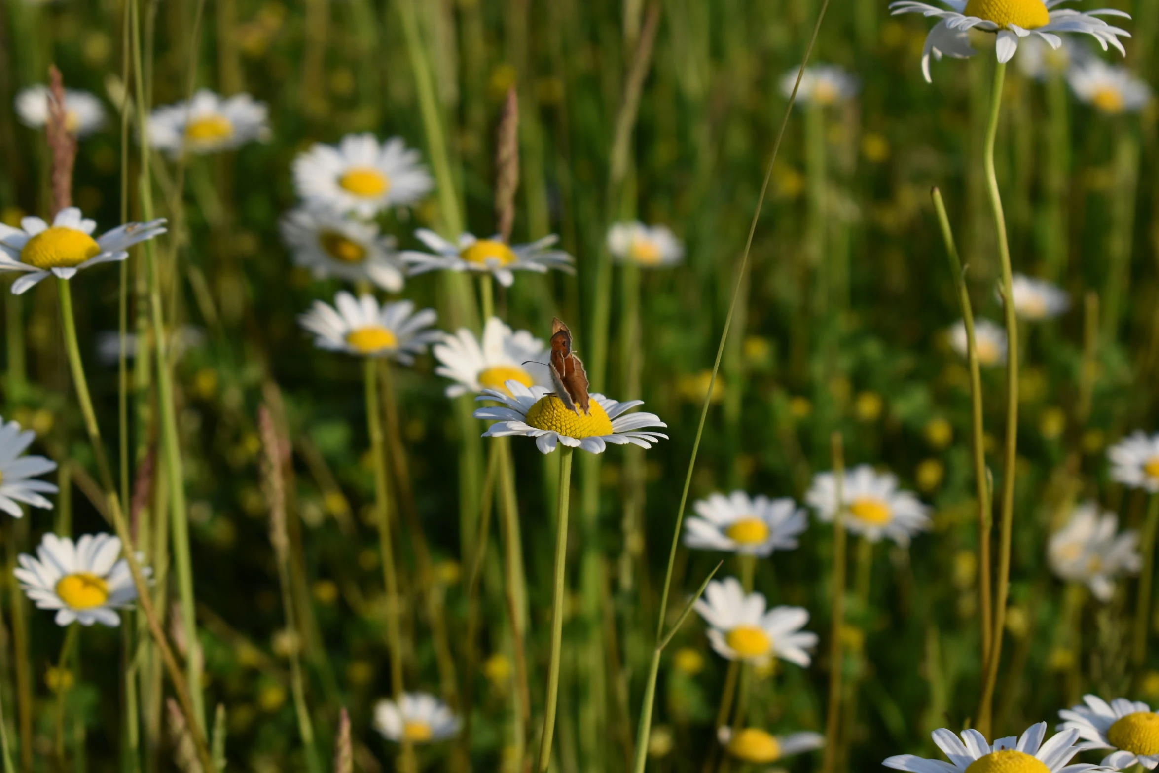 a bee flies near a field of daisies