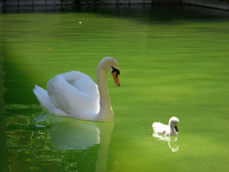 the swan has her ducklings swimming in the water