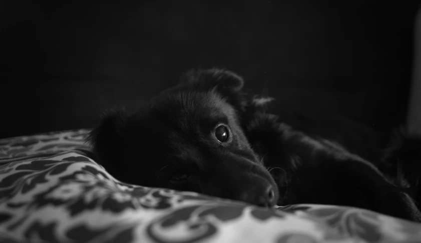 a black and white image of a dog laying down