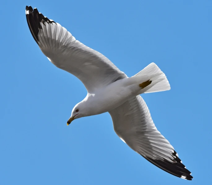 a seagull flies through a blue sky with its wings spread