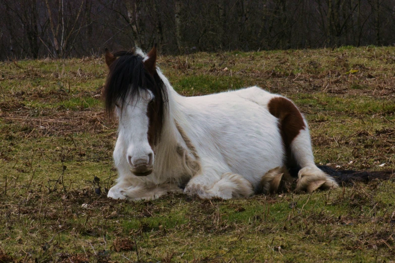 the horse is laying down in a field with grass