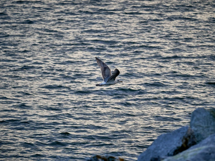 a bird flying over the ocean and rocks