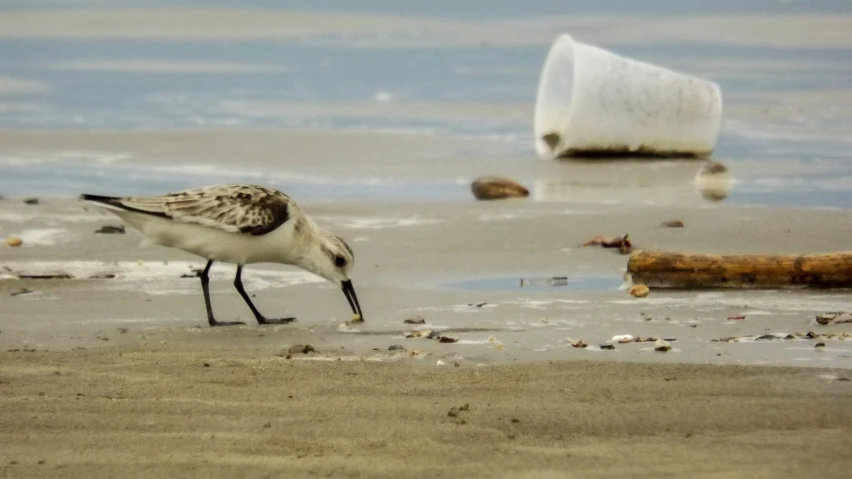 a sandpiper on the beach eating soing from the ground