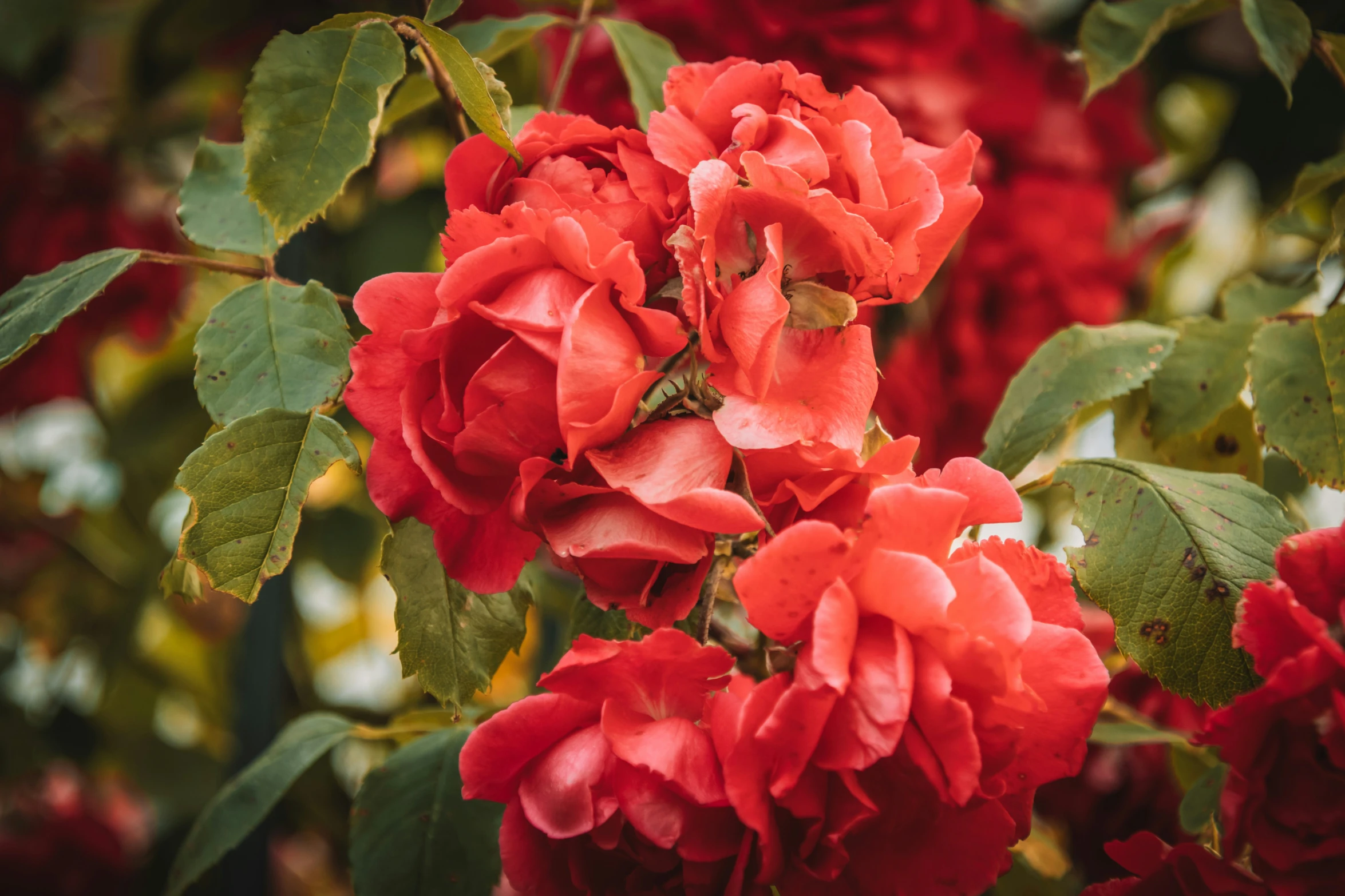 a cluster of red flowers surrounded by greenery