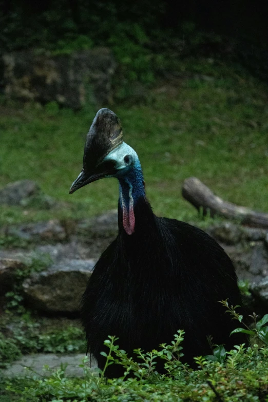 a large black bird sitting on top of a grass covered ground