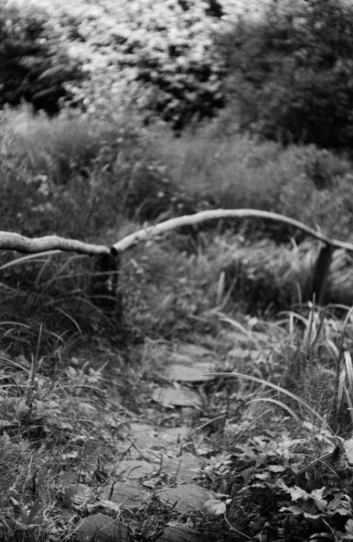 black and white pograph of old iron fence in a field