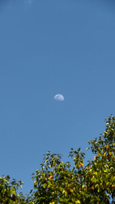 a moon is seen through the trees as seen from the ground