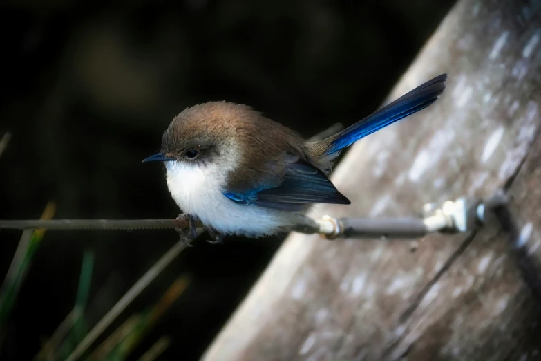 a small blue and gray bird perched on a thin line