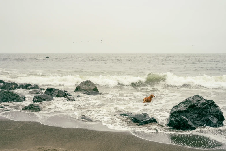 an ocean with waves, rocks and a dog