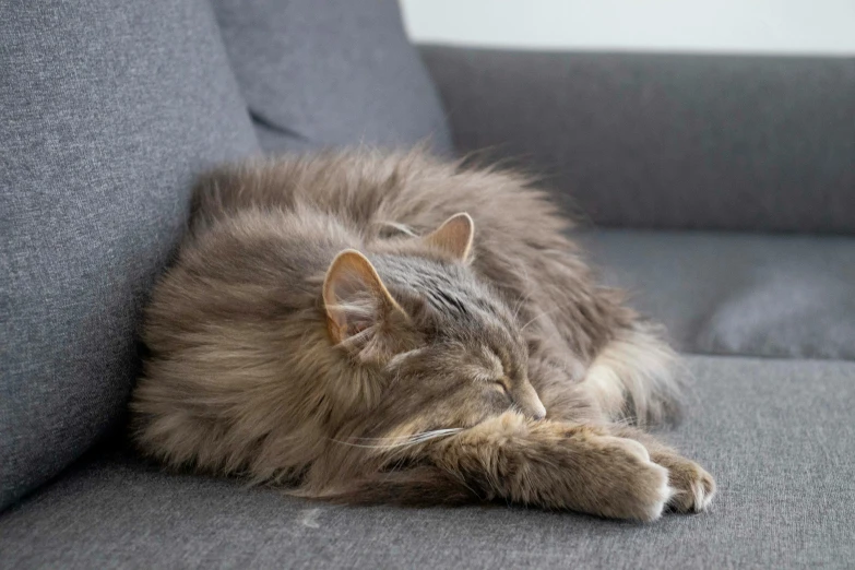 a long haired cat is curled up on a couch