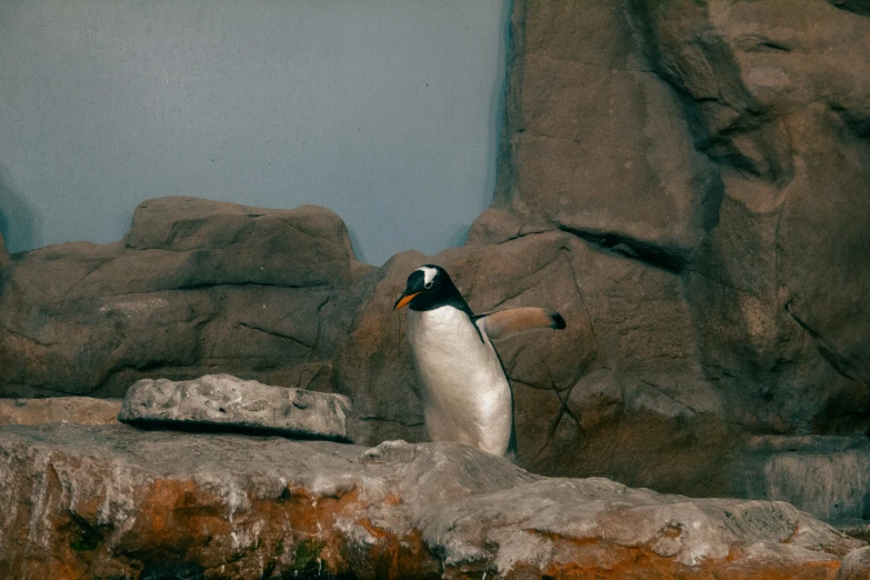 a small bird standing on the side of rocks