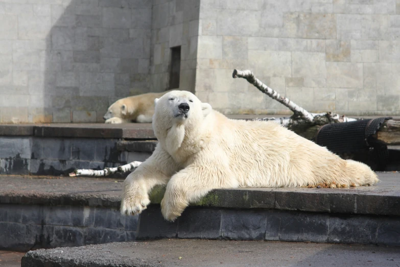 the polar bear is relaxing on his side by himself