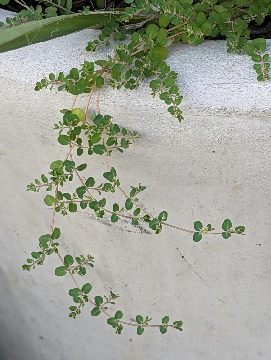 a small plant on the top of a concrete slab